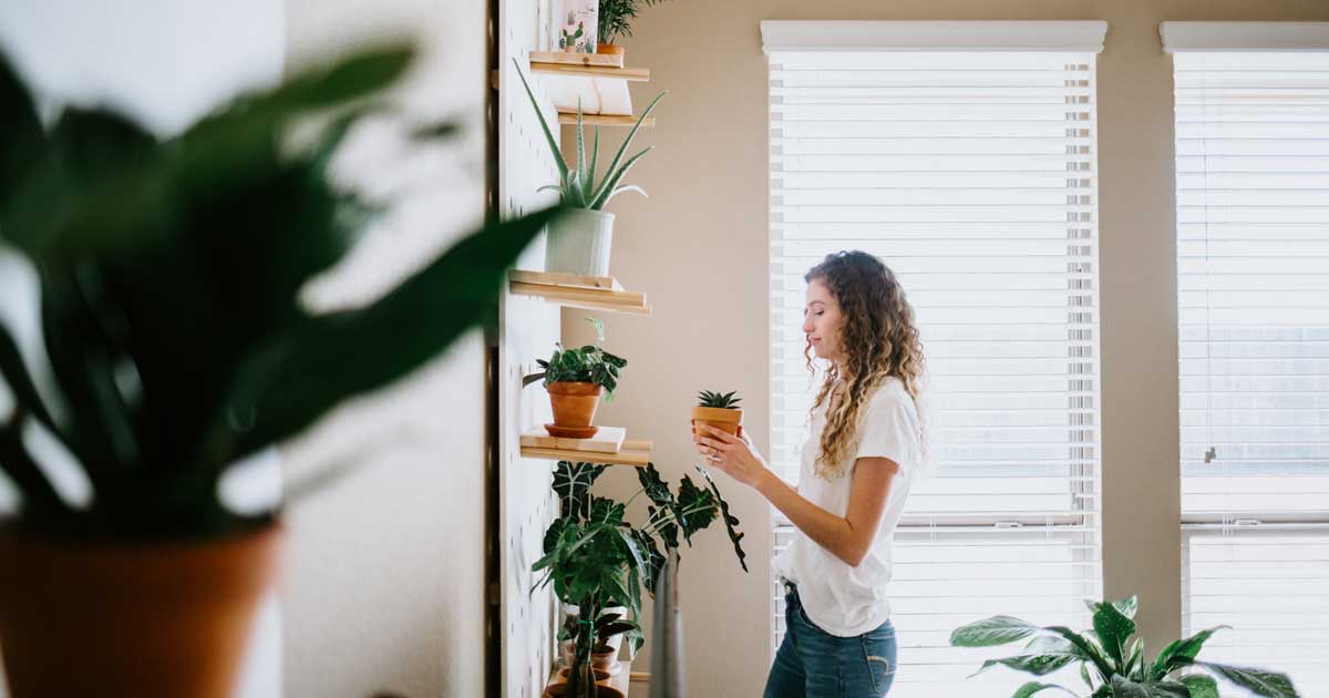 easy house plants to care for