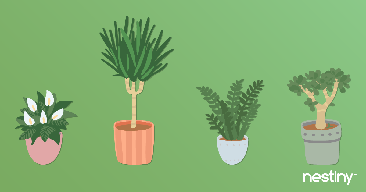 hardy house plants