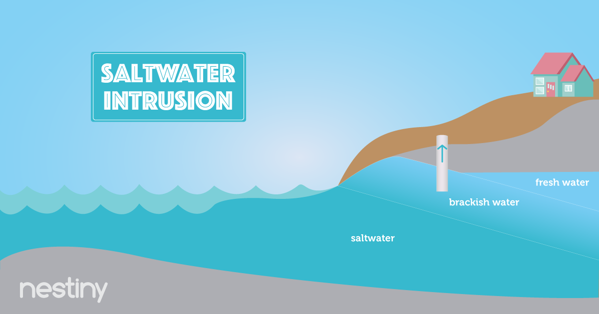 nestiny-funiversity-how-saltwater-intrusion-affects-coastal-area-homes